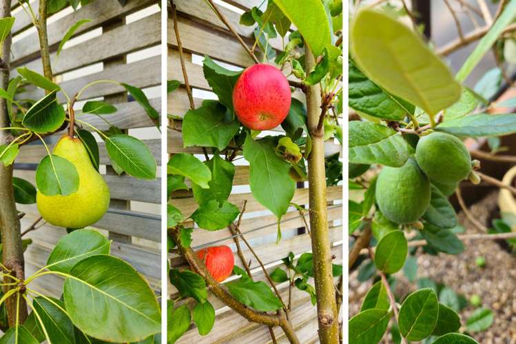 41 Kulim Avenue Otumoetai_16