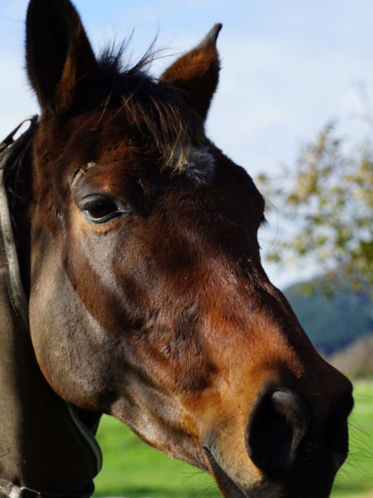 1414 Napier Road Ashhurst_20