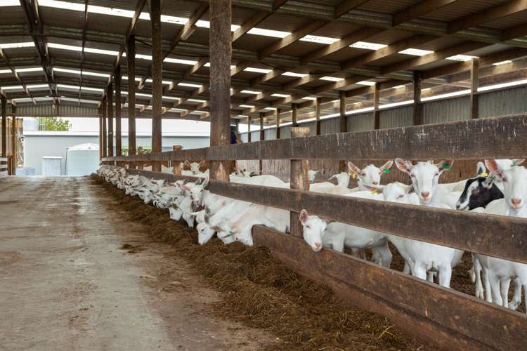 3160 Tahuna-Ohinewai Road Tahuna_19