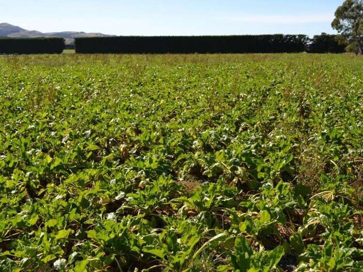 453 Woodside Road Oxford_12