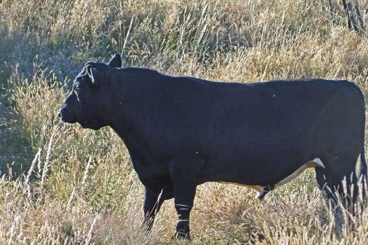 135 Canaan Road Kahurangi National Park_27