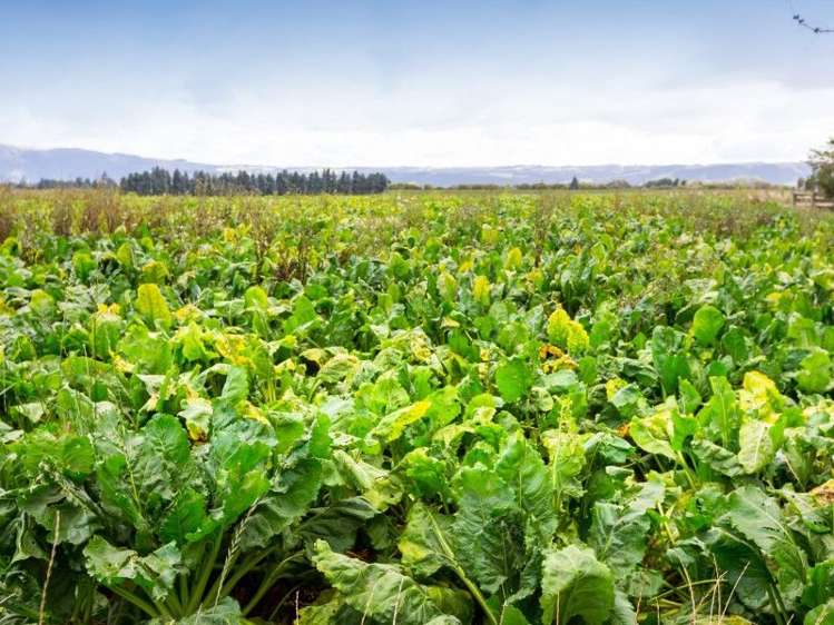 17 Bardsey Street Mosgiel_12