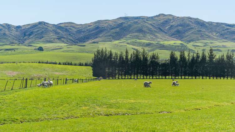 554 Waikari Valley Road Scargill_3