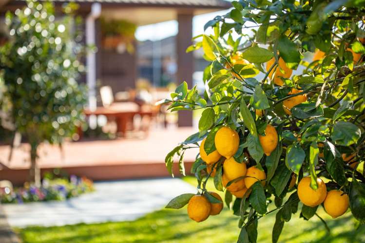 24 Chesham Street Rototuna North_31