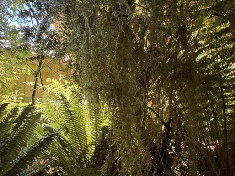 427 Harrington Mill Road Tahakopa_13