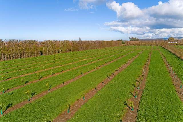 153 Willows Road Matawhero_4