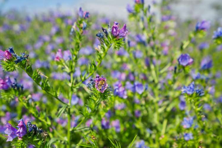 1 Bills Lane Kerikeri_14