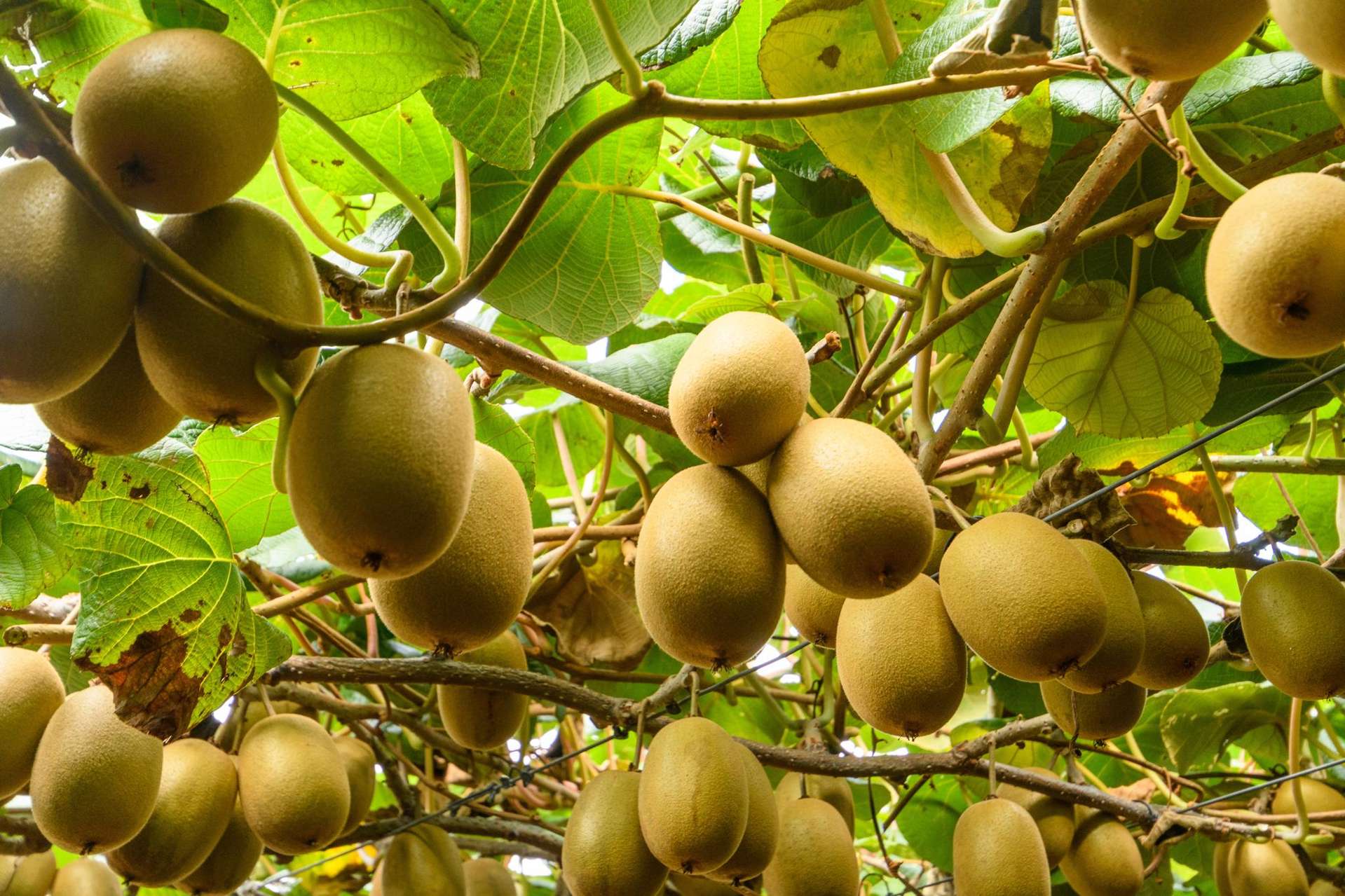 748B No 1 Road Te Puke_0