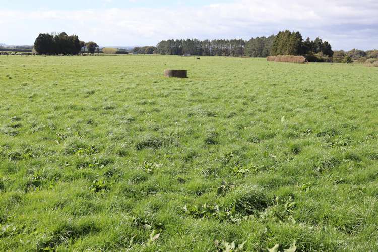 2403 Mountain Road Tariki_3