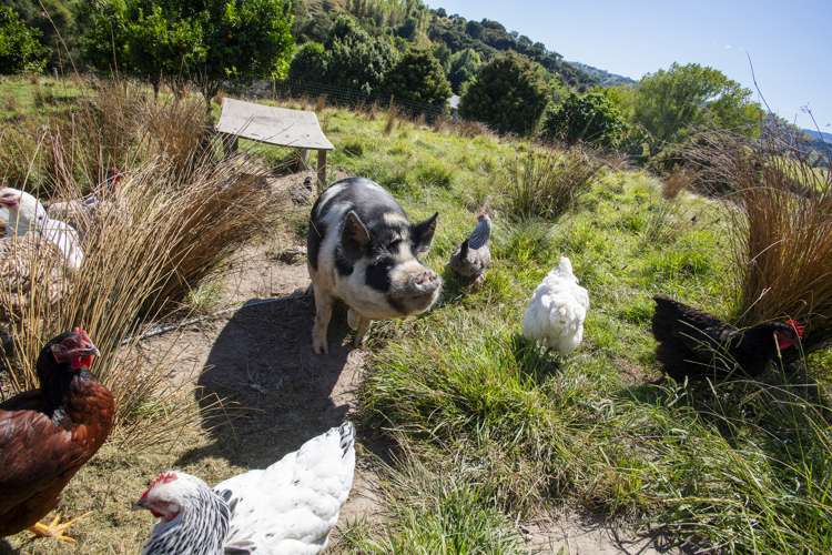 1053c Lavenham Road Waipaoa_18