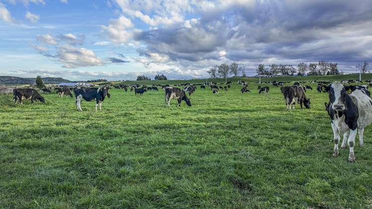 500 Willowford Road Waiwhare_28