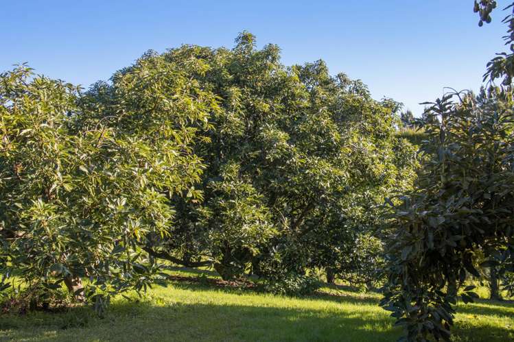 23 Martray Road Katikati_29