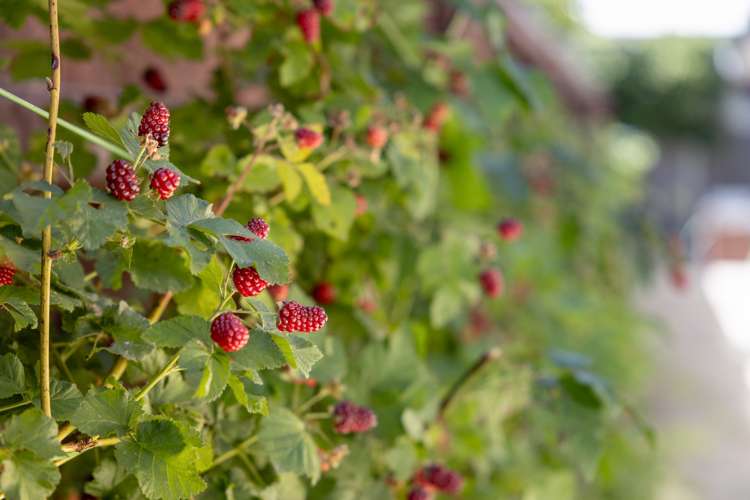 53 Omega Place Coastlands_10