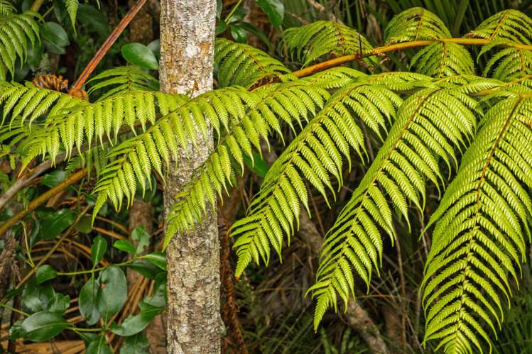 Lot Lot 5/115 Screen Road Coatesville_10