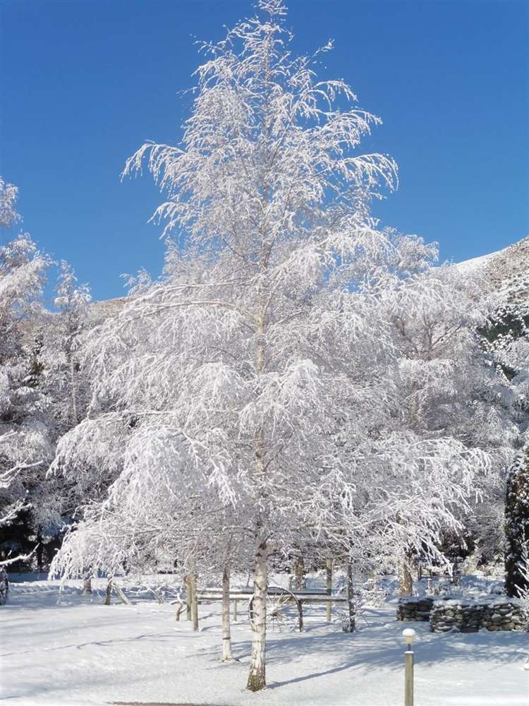 1473 Danseys Pass Road North Otago Surrounds_44
