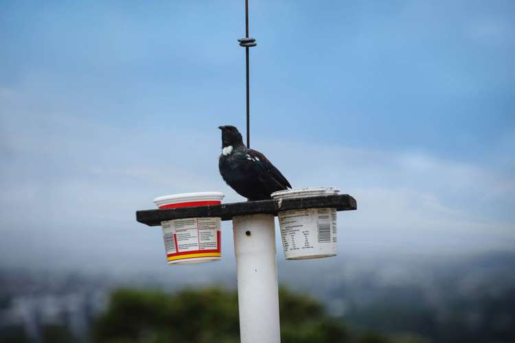 21 Sunset Road Totara Vale_28