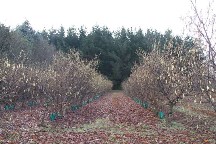 459 Flora East Makarewa_14