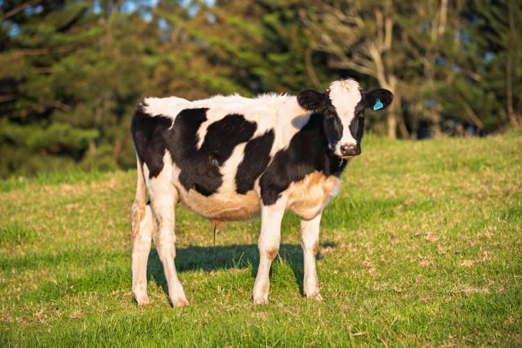 415 Rocky Cutting Road Kaimai_22