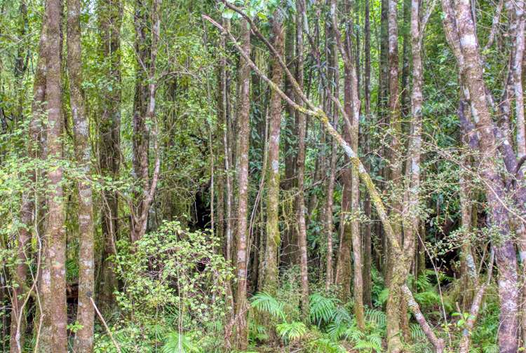 1883 Kumara-Inchbonnie Road Inchbonnie_12