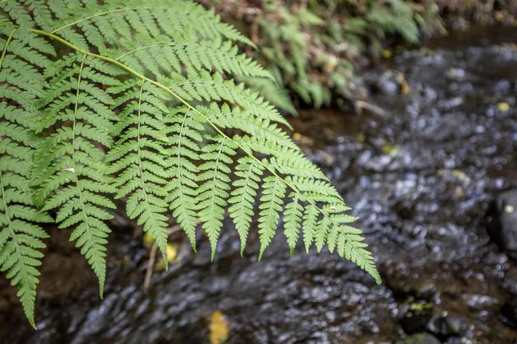 137 Kiritaki Road Dannevirke_9