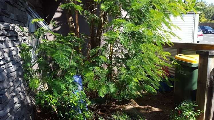 2/57 Au Carrington Street Lower Vogeltown_6