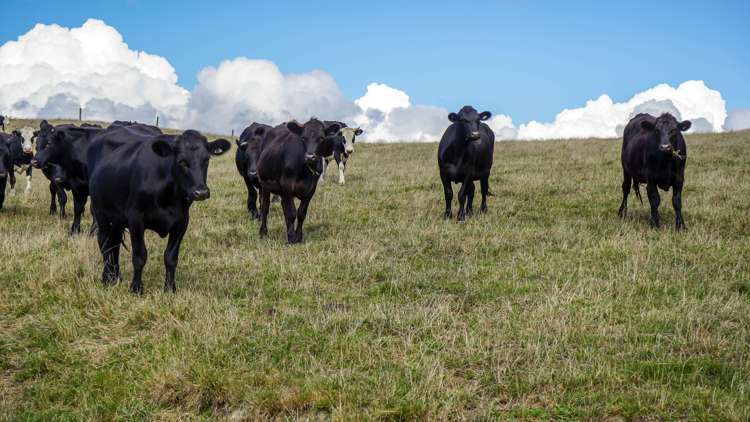 2586 State Highway 2 Maramarua_1