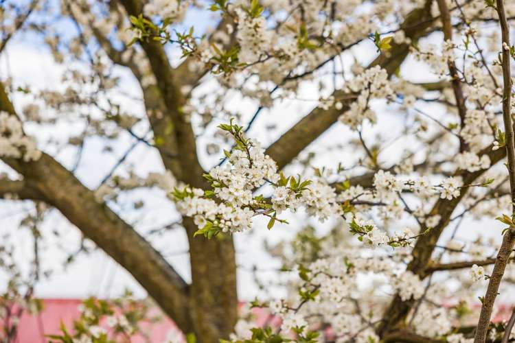 4 Anna Lane Glen Eden_27