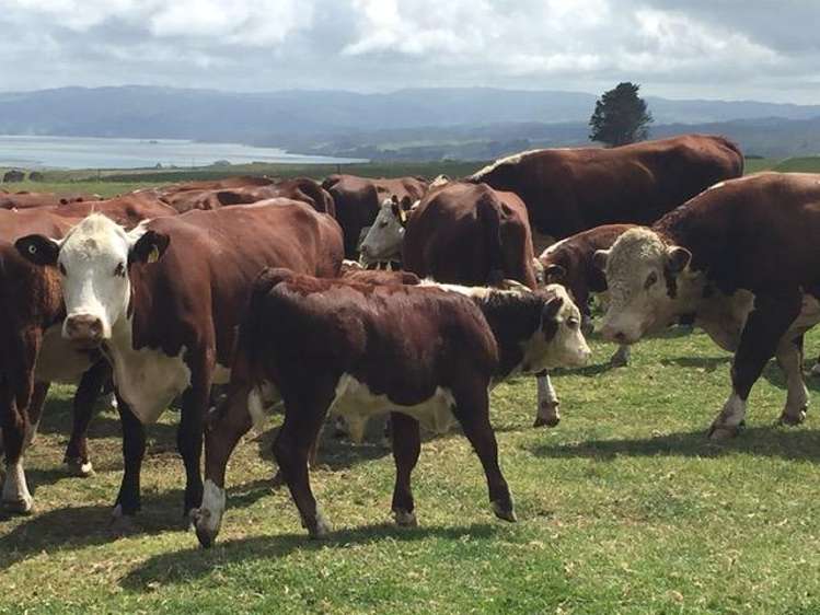 88 Lake Road Kawhia_15