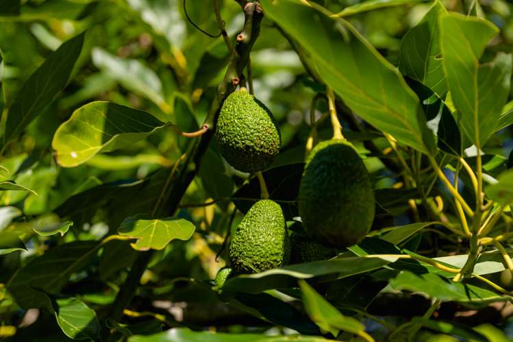 472 No 3 Road Te Puke_2