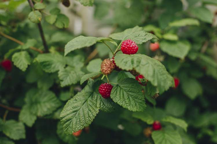 17 Pekanga Drive Fox Glacier_25