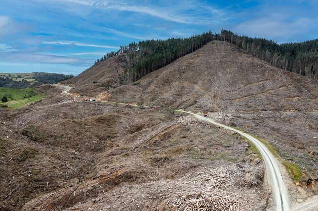 Forestry opportunity with lifestyle appeal