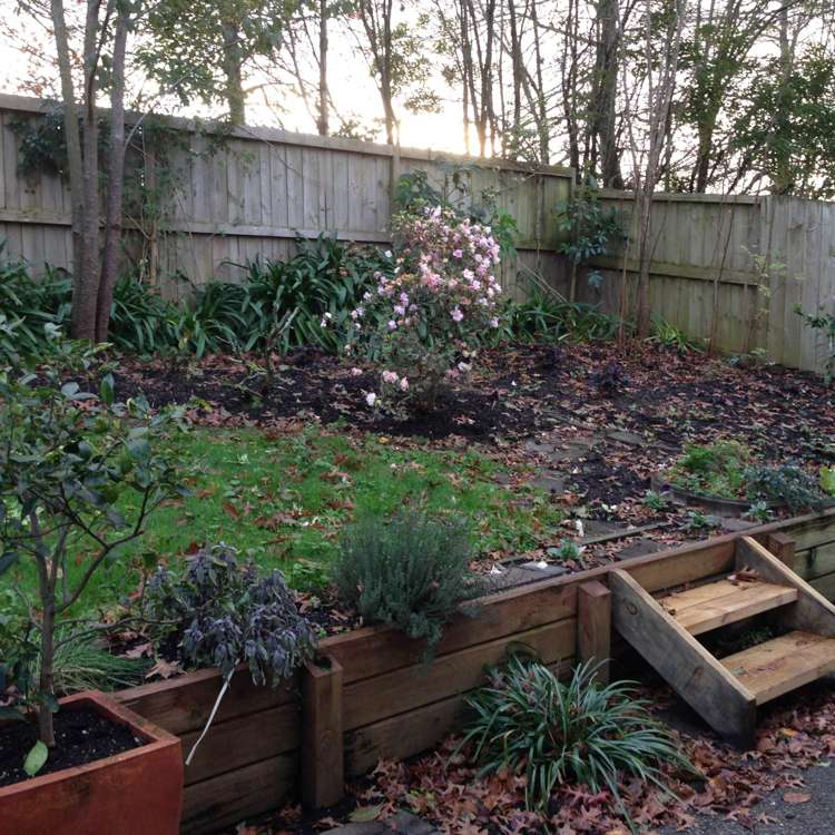 11 Northern Rata Place Albany_14