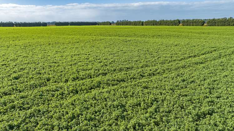 Thompsons Road West Melton_8