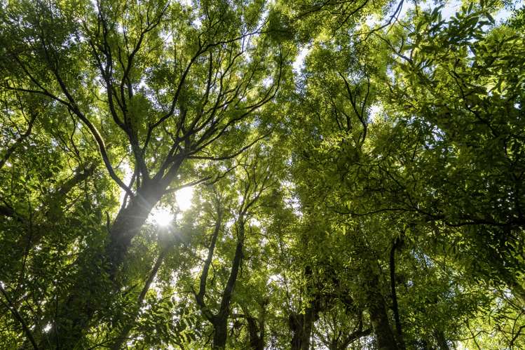 1669 Pyes Pa Road Oropi_21