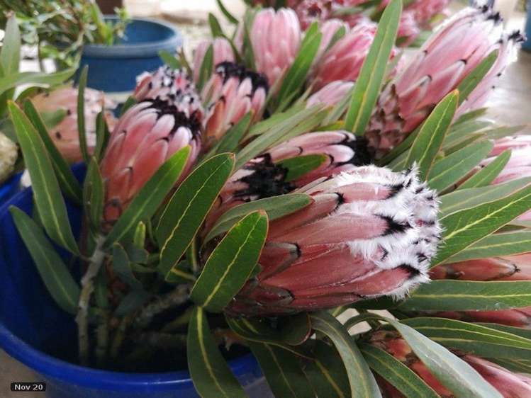 74 Okahukura Road Tapora_9