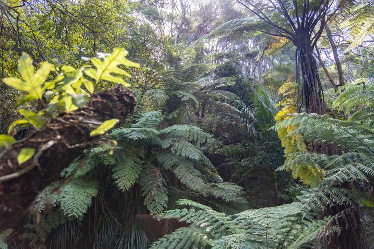 1223 Old North Road Waimauku_39