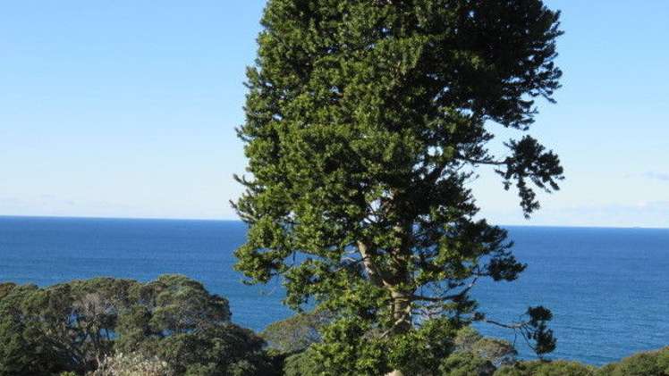 413 Onemana Drive Onemana_8