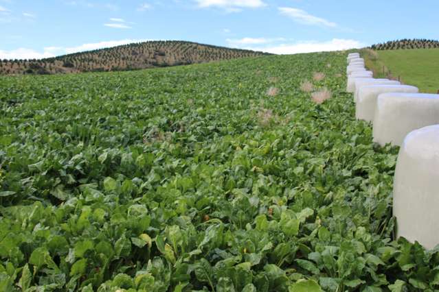 90A Mataura Island Factory Road Mataura Island_3