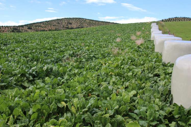 90A Mataura Island Factory Road Mataura Island_3