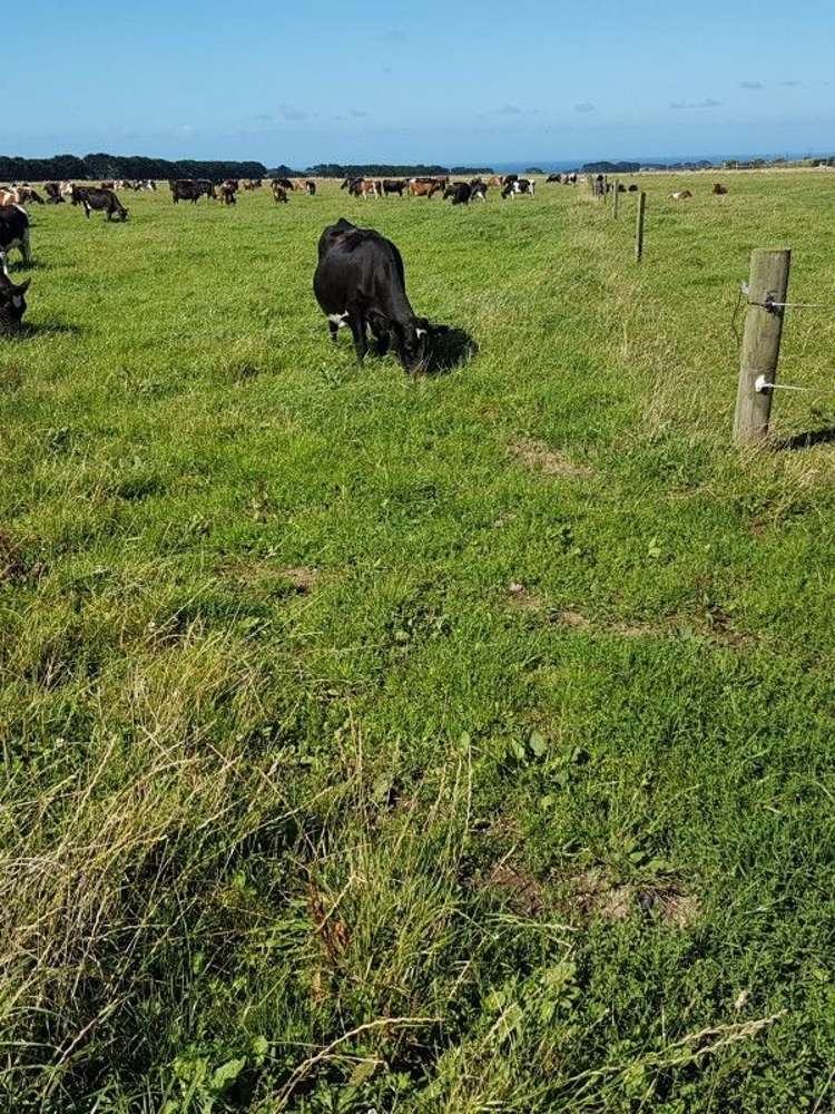 349 Ihaia Road Opunake_19