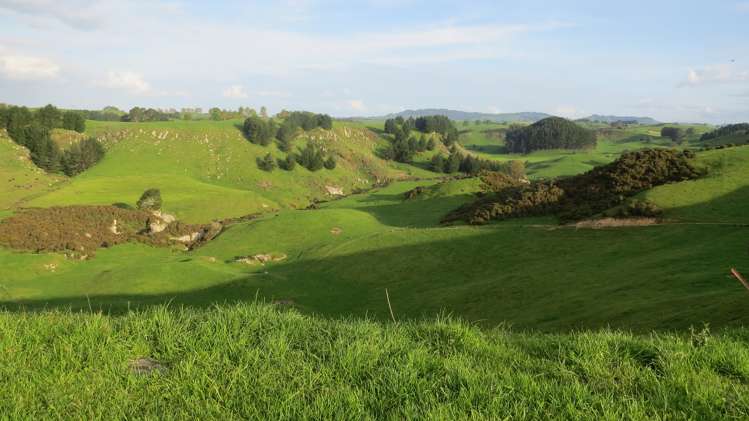 356 Whatauri Road Wharepapa South_19