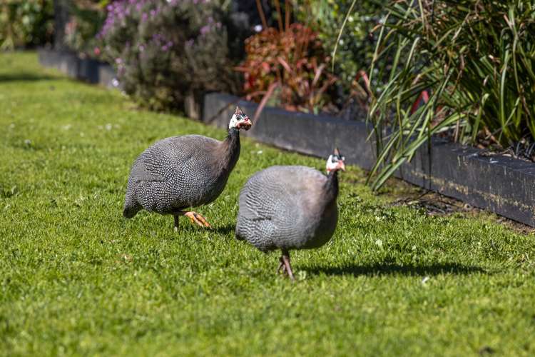 457 Waitoki Road Wainui_27