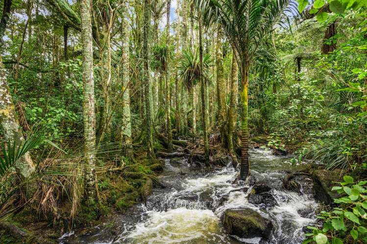 327 Tangihua Road Maungakaramea_23