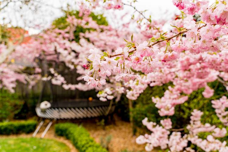 20 Carnarvon Street Belleknowes_29