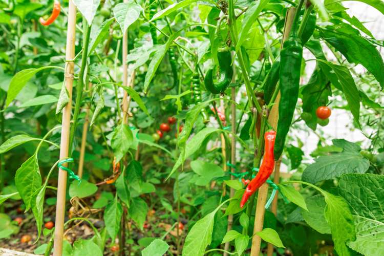 2/29 Rosebank Grove Waikanae_13