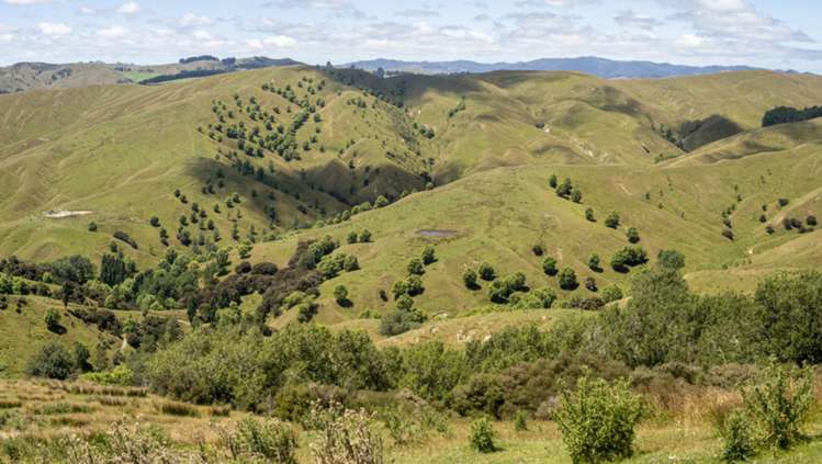 411 Cannock Road Hinakura_14