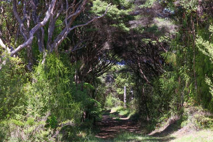 Whaanga Road Raglan_20