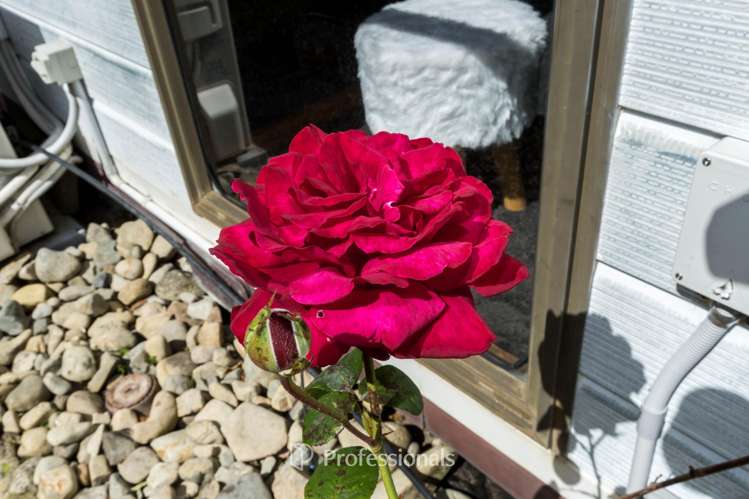 23b Roband Crescent Brown Owl_17