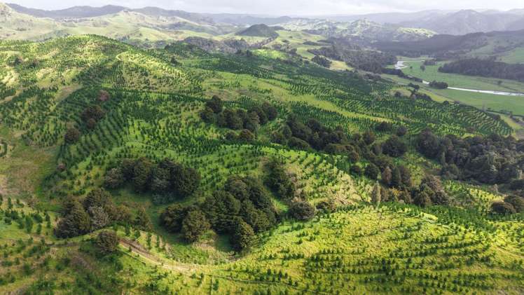 Waimatenui Road Waimatenui_6