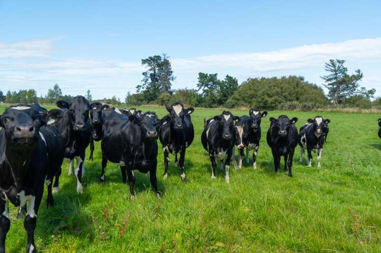 902 Avondale Road Taringatura_11